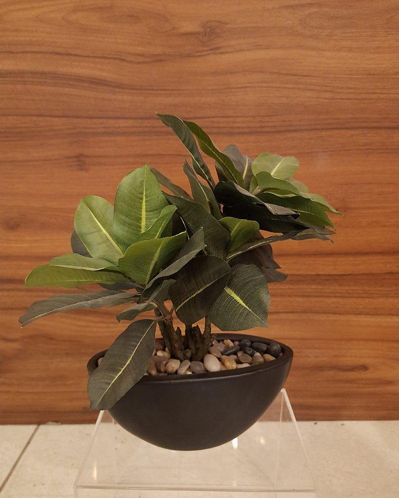 Black Round Table Pot with Plant - Ouch Cart