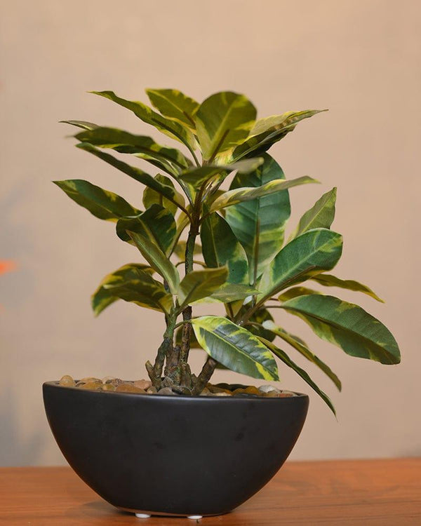 Planters Online Buy Planters Online in India at Best Price Latest